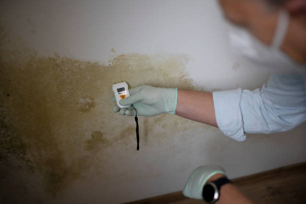 Professional Mold Removal in Hurlburt Field, FL