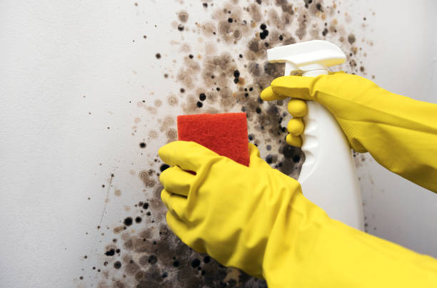 Mold Removal Process in Hurlburt Field, FL