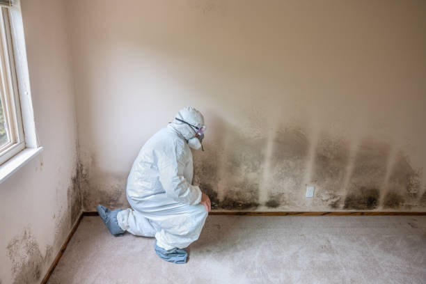 Best Local Mold Removal Service  in Hurlburt Field, FL