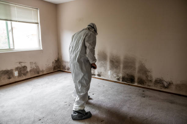 Attic Mold Removal in Hurlburt Field, FL
