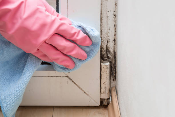 Best Professional Mold Removal  in Hurlburt Field, FL