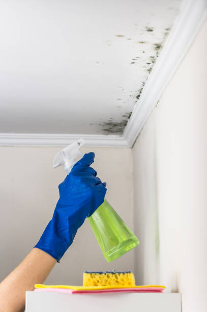 Best Black Mold Removal  in Hurlburt Field, FL